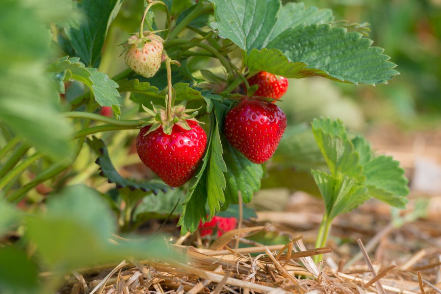 OZARK BEAUTY STRAWBERRY PLANT- ALL YOU NEED TO KNOW