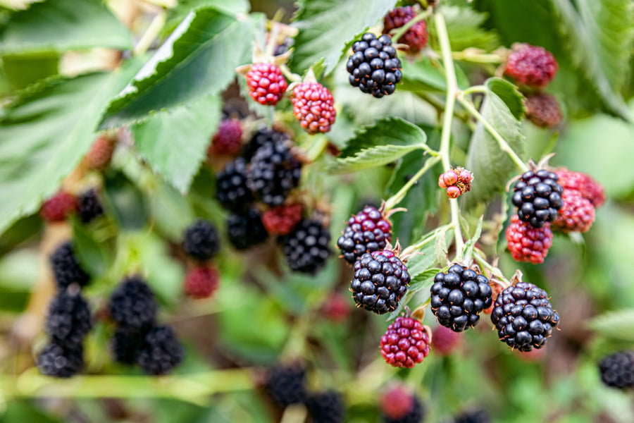 HOW TO GROW THORNLESS BLACKBERRY PLANTS