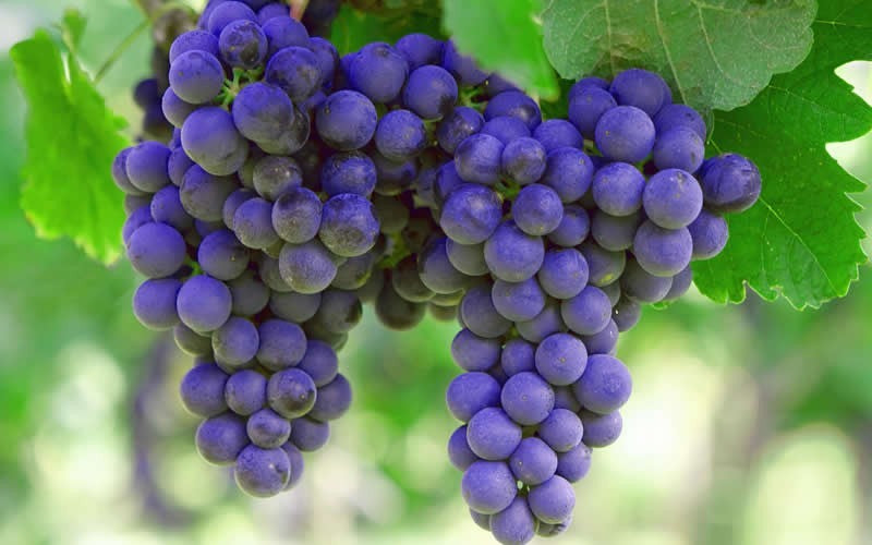 seeded grape plants for sale SUNBELT SEEDED GRAPE