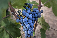 Load image into Gallery viewer, Lomanto Grape

