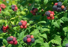 Load image into Gallery viewer, Shekinah &#39;Tahi&#39; Black Raspberry
