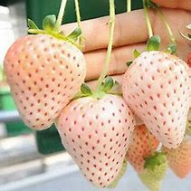 Load image into Gallery viewer, White Carolina Strawberry (pineberry)
