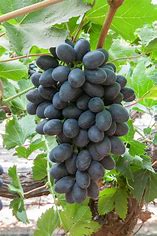 Joy Black Seedless Grapes