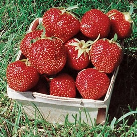 OZARK beauty strawberry