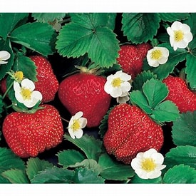 OZARK BEAUTY STRAWBERRY ((SOLD OUT))