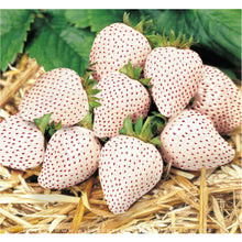 Load image into Gallery viewer, White Carolina Strawberry (pineberry)
