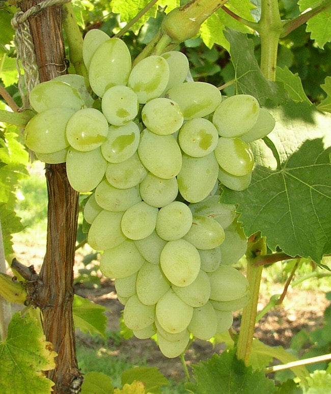 “Compassion”White Seedless grape