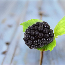 Load image into Gallery viewer, SWEET ARK PONCA THORNLESS BLACKBERRY
