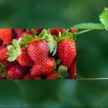 Load image into Gallery viewer, ALBION EVEBEARING STRAWBERRY PLANTS
