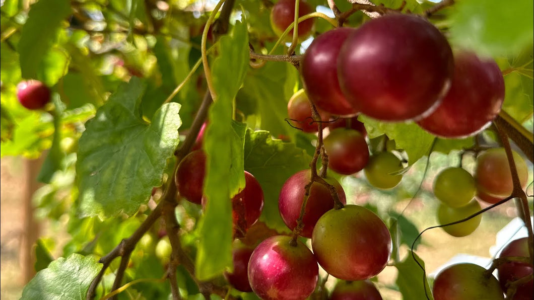 RUBY CRISP MUSCADINE