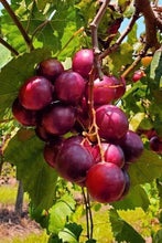 Load image into Gallery viewer, RUBY CRISP MUSCADINE
