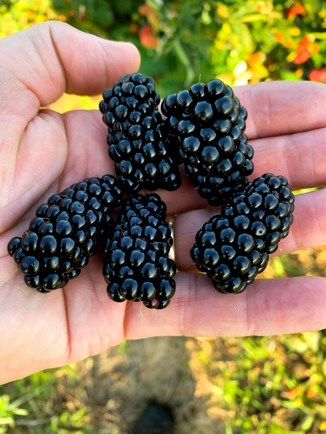 prime ark blackberry plant