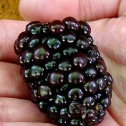 Kiowa Thorny Blackberry