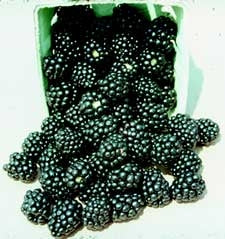 navaho blackberry plants, navaho thornless blackberry