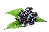 osage blackberry plants
