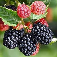 Load image into Gallery viewer, ouachita blackberry plants for sale
