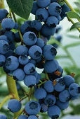 blueray blueberry plants, blueray highbush blueberry