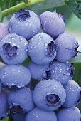 patriot blueberry plants