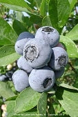misty blueberry, misty southern highbush blueberry