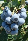 Elliot Northern Highbush Blueberry – penseberryfarm.com