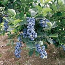 BILOXI Southern Highbush Blueberry