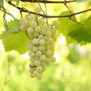 Load image into Gallery viewer, Brianna Hardy White Wine Grape
