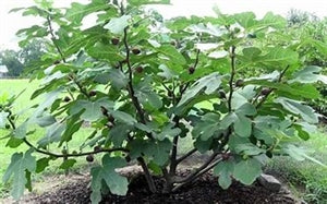 fiddle leaf fig chicago Chicago Hardy Fig Tree Variety – penseberryfarm.com