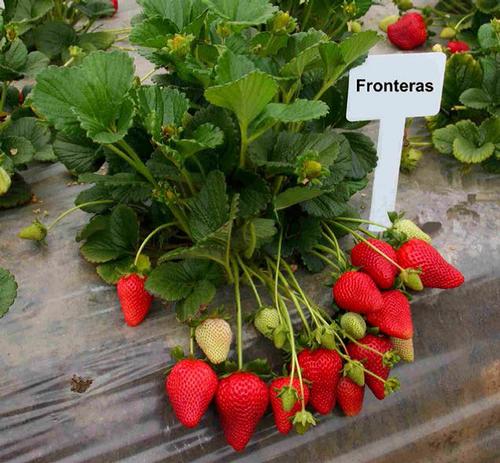 Fronteras Strawberry plug Plants – penseberryfarm.com
