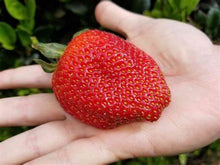 Load image into Gallery viewer, Fronteras Strawberry plug Plants
