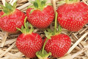 Galletta Strawberry