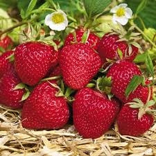 honeoye strawberry seeds HONEOYE STRAWBERRY
