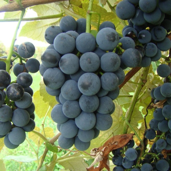 Buy Niagara Grapes (Organic) For Delivery Near You