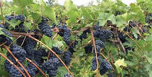 Load image into Gallery viewer, Marquette, hybrid red wine grape
