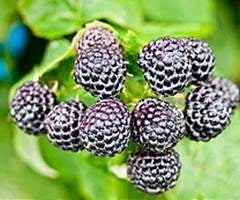 Niwot Fall bearing Black Raspberry