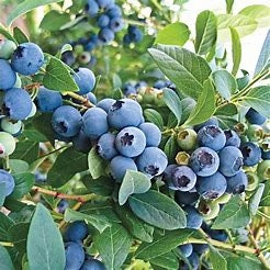 o'neal southern blueberry plants