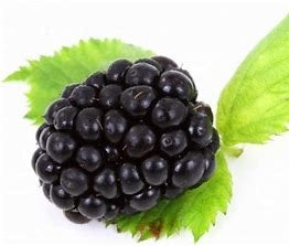 sweet ark ponca blackberry