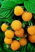 RASPBERRY PLANT VARIETIES – penseberryfarm.com