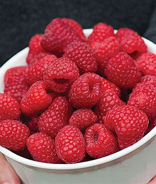 Buy Raspberry Plants | Best Raspberry Varieties & Roots ...