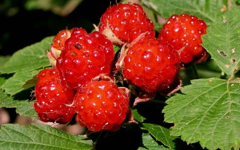 Stahl Red Raspberry DORMAN Red Raspberry – penseberryfarm.com