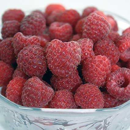 Joan J Thornless Red Raspberry | Thornless Raspberry Varieties ...