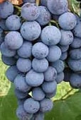 plant concord grape seeds Seeded Concord Grapes
