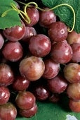 Catawba Grapes