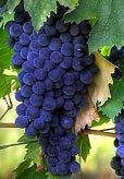 Seedless Concord Grapes
