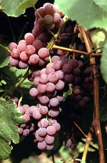 Reliance Grapes