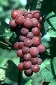 Vanessa Red Grapes