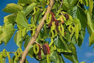Pakistan Mulberry Tree