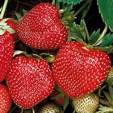 buy strawberry plants SPARKLE STRAWBERRY