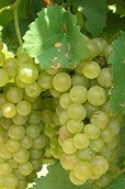 Load image into Gallery viewer, Cayuga Grapes
