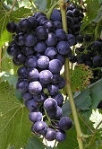 Chambourcin Grapes