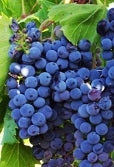 Frontenac Grapes